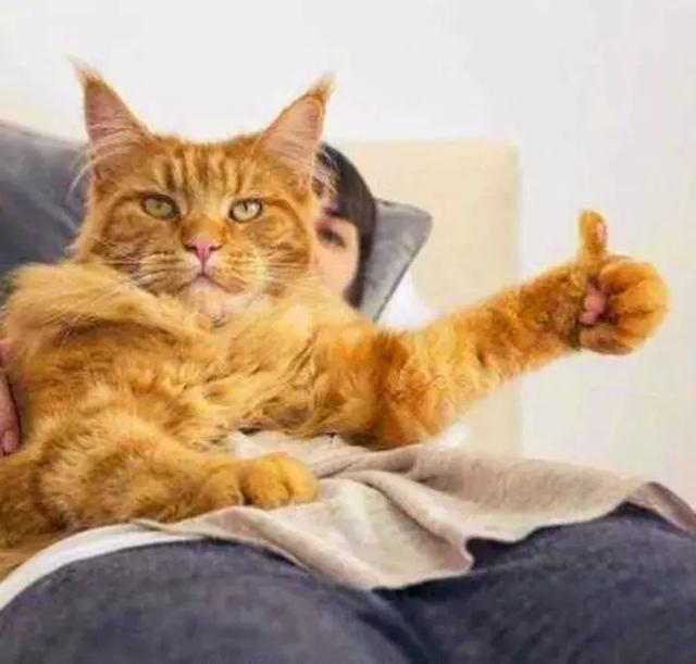女孩养猫得了裂头蚴,你绝对不知道的秘密