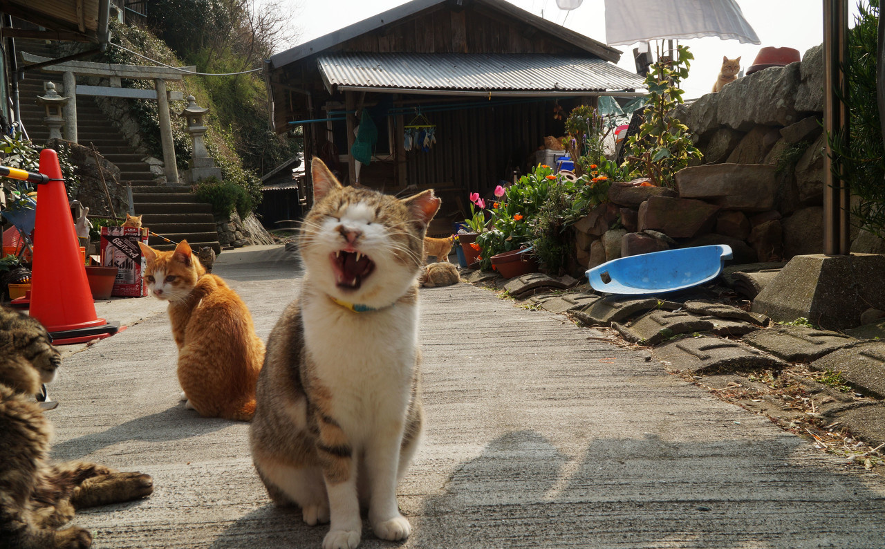 日本的Aoshima岛,一个面积只有0.5平方公里的