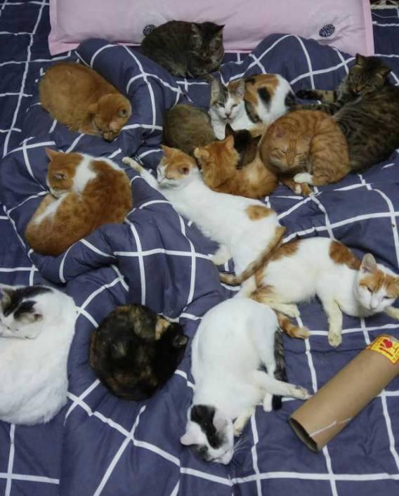 之后主人把这一幕分享到了网上,网友们一看纷纷羡慕不已: