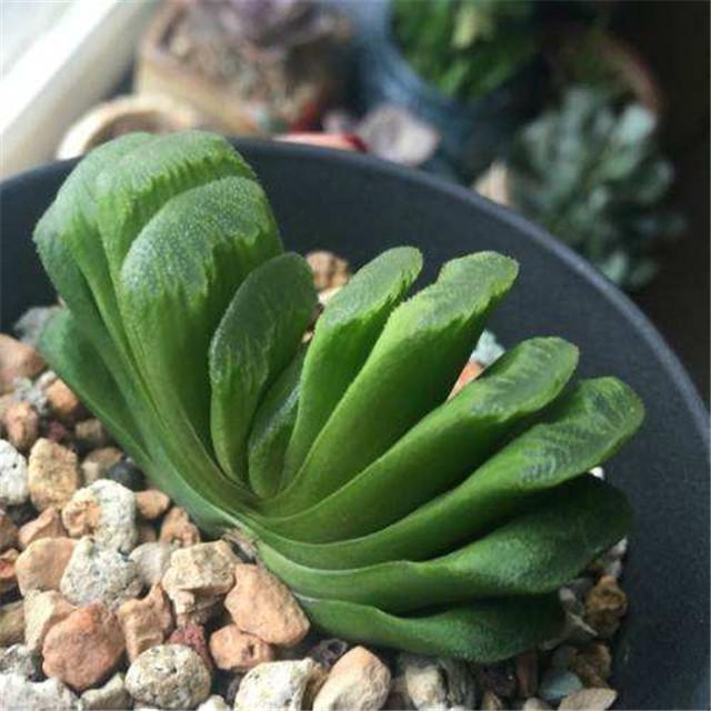 贵到离谱的多肉玉扇,这样处理侧芽,叶子肥厚多汁!