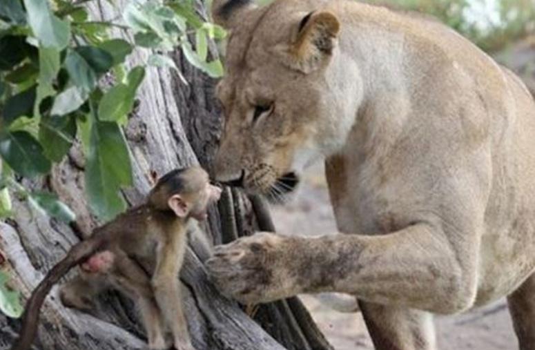 动物界的"人贩子": 凶猛母狮吃掉猎物后, 却和它的孩子做朋友