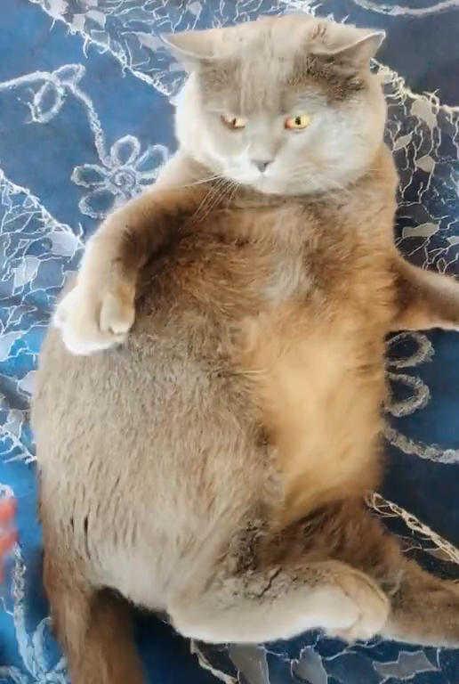 猫怀孕三个月不生,主人担心带去检查,医生一句话让他羞得脸通红