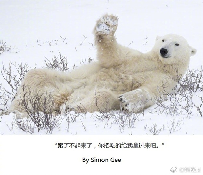 搞笑野生动物摄影奖2018年最新的投稿照片能