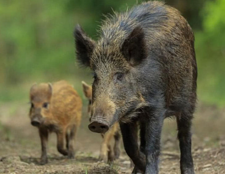 农村人不说没人会知道的几种野味,如今要吃有
