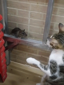 搞笑gif:妹子,拍个照而已,你这穿衣打扮还真不错呀!