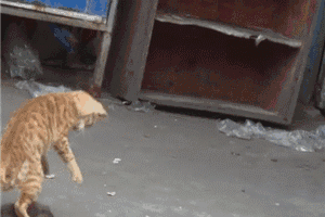 猫咪捉到老鼠后,当蓝球抛向空中,又当毯子垫屁股!