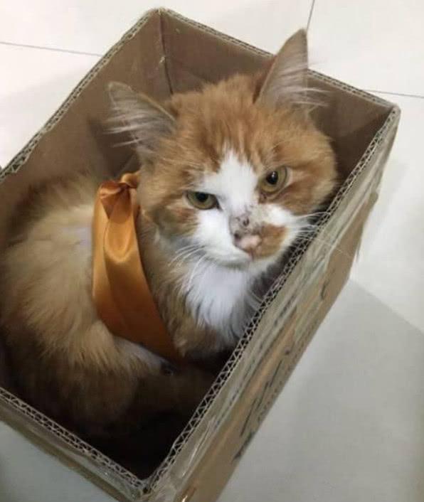 垃圾桶里捡到一只橘猫,朋友嫌丑扔给我,2月后她悔哭了!