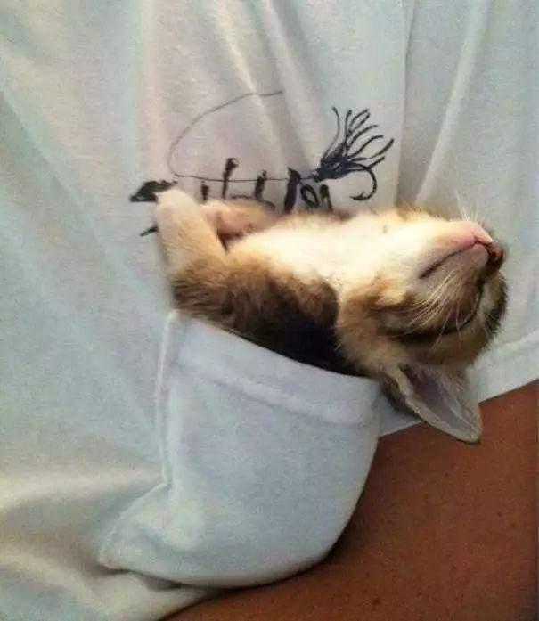 精疲力尽,闭着眼睛呼呼大睡时的样子总是令人感到温暖,当可爱的猫咪们