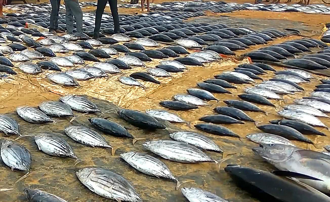 印度人不吃牛肉就算了,没想到猪肉也不吃,那他