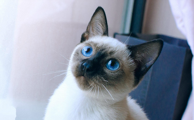 世界上最聪明的5种猫咪,图1不靠脸吃饭,图3智慧与美貌