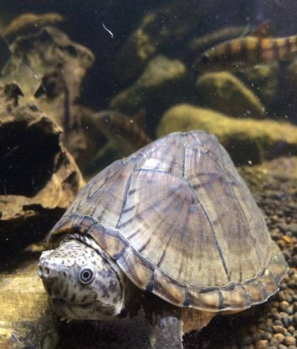 世界上十大最凶猛的龟,听说第一名能跟鳄鱼有