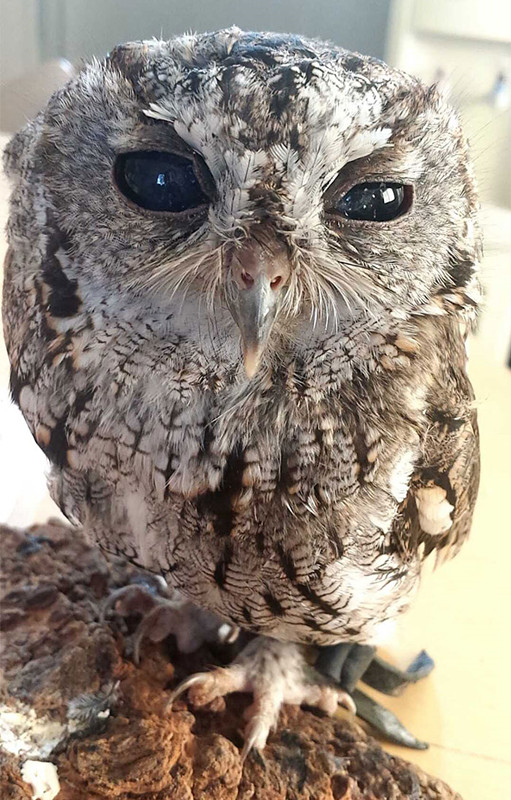 瞎眼的猫头鹰,它的眼睛隐藏着万千的宇宙,犹如亲临太空!