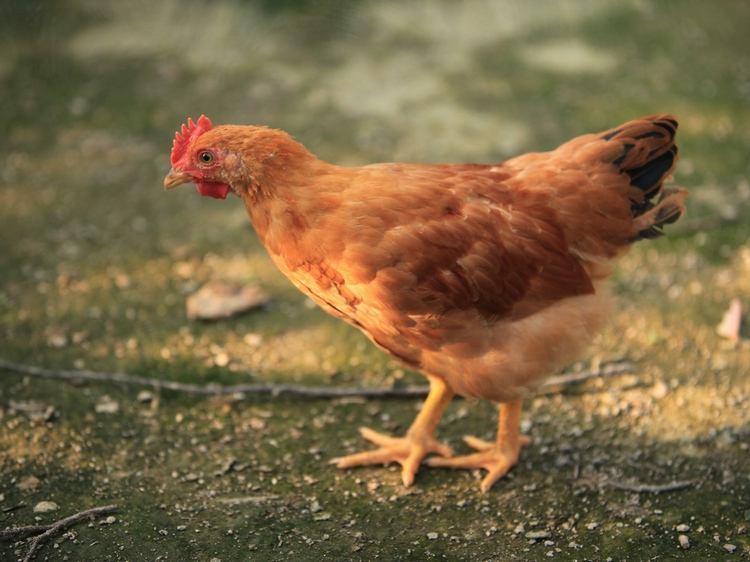 鸡身上最脏的器官,有大量寄生虫,很多人不清楚