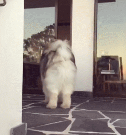 搞笑gif图片笑话段子:哥们儿,我是第一次作案,您就饶