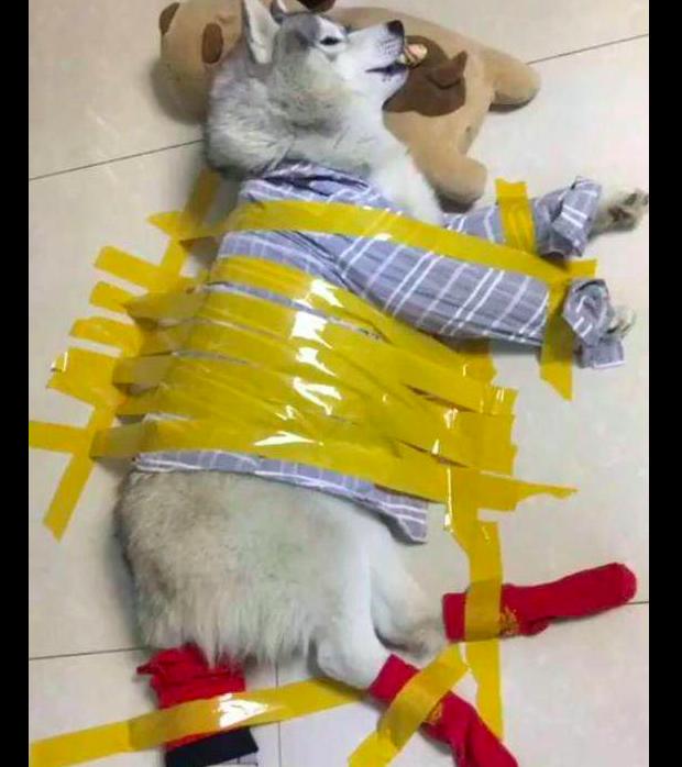 网友担心哈士奇拆家,就用胶带将它粘在地上!二哈:你太单纯了