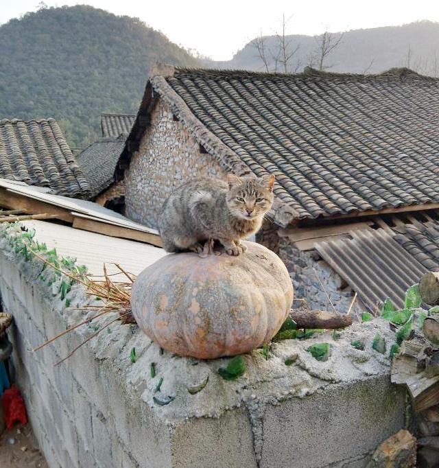 我虽然生活在农村里,可城里的那些宠物猫都羡慕我