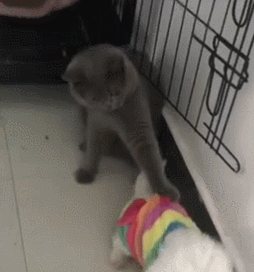 宠物蓝猫,泰迪 蓝猫抓着小泰迪不放手,小泰迪:嗯,嗯,我走,我走,我走