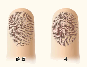 指纹几个斗,代表什么命?爆准!