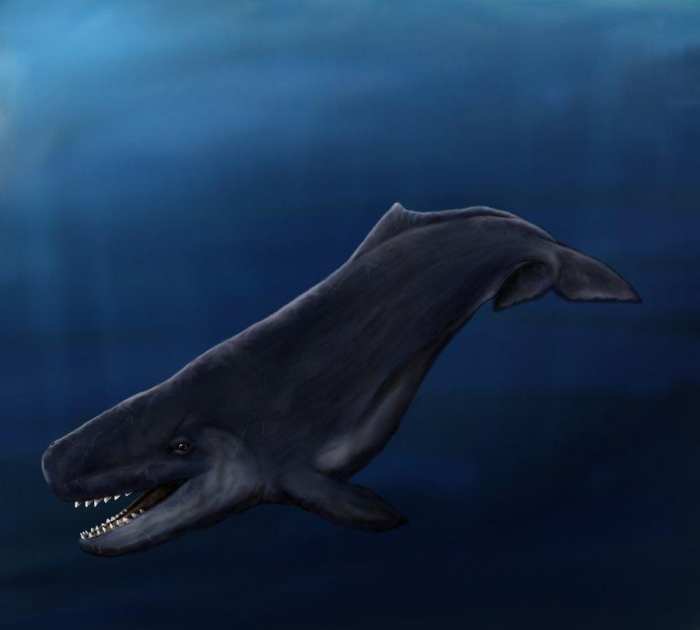 梅尔维尔鲸和虎鲸与白垩刺甲鲨和邓氏鱼哪个厉害?