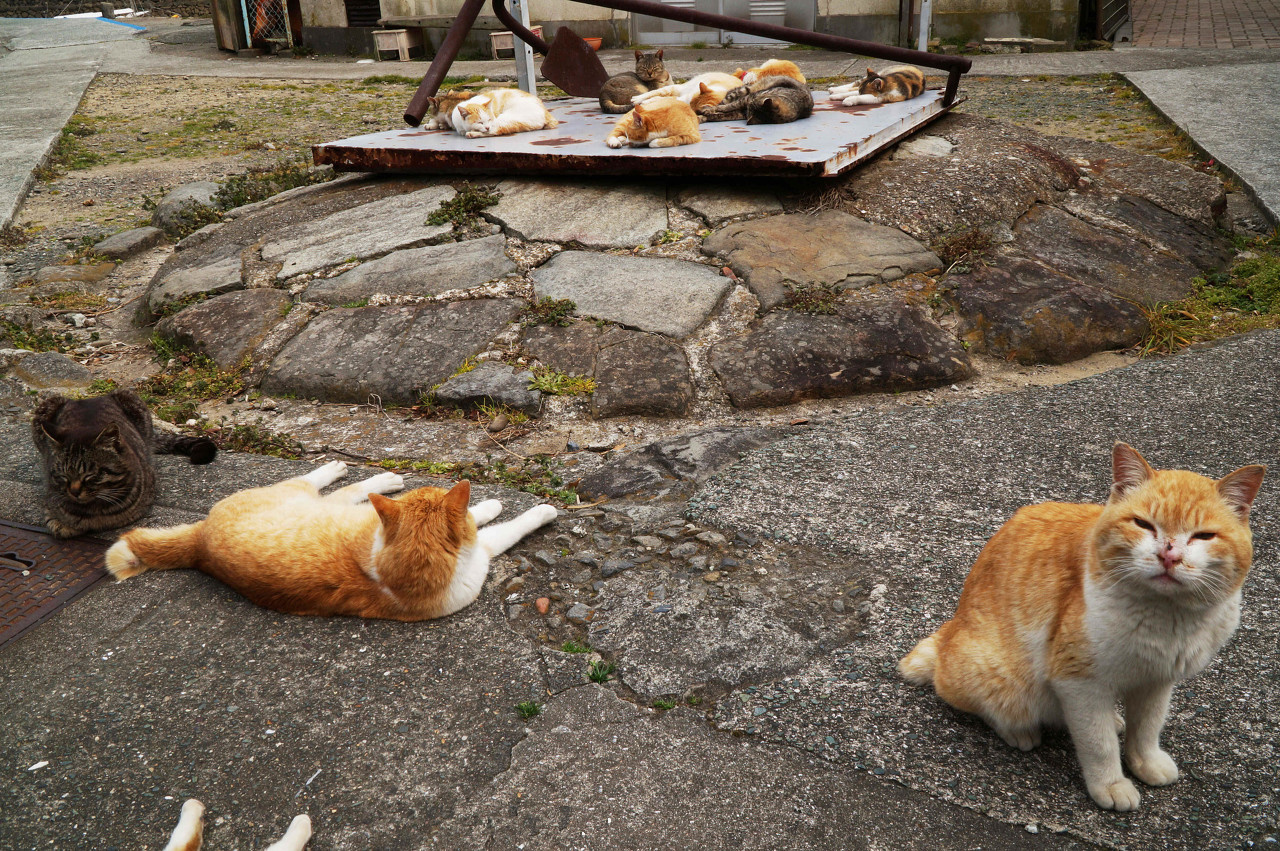 日本的Aoshima岛,一个面积只有0.5平方公里的