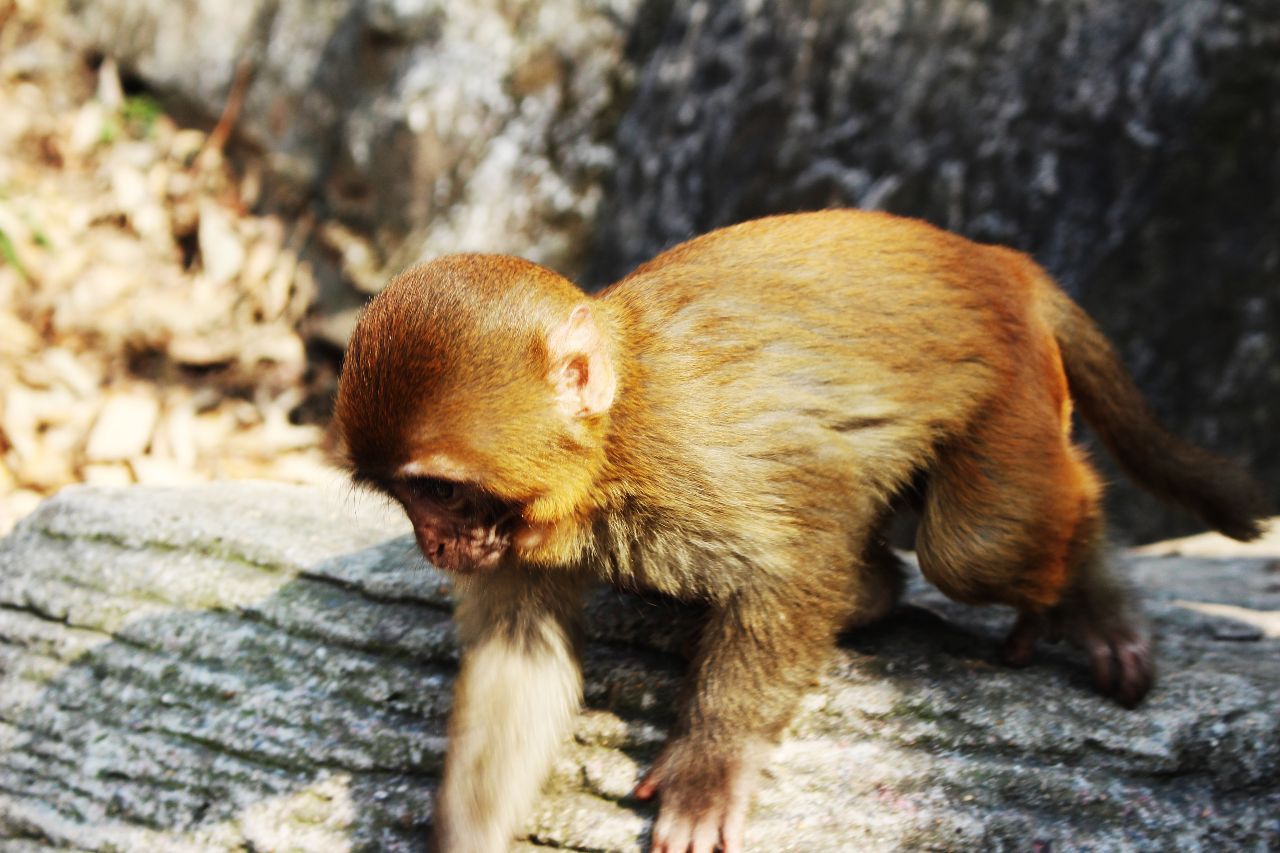 江苏省最高的山不在南京