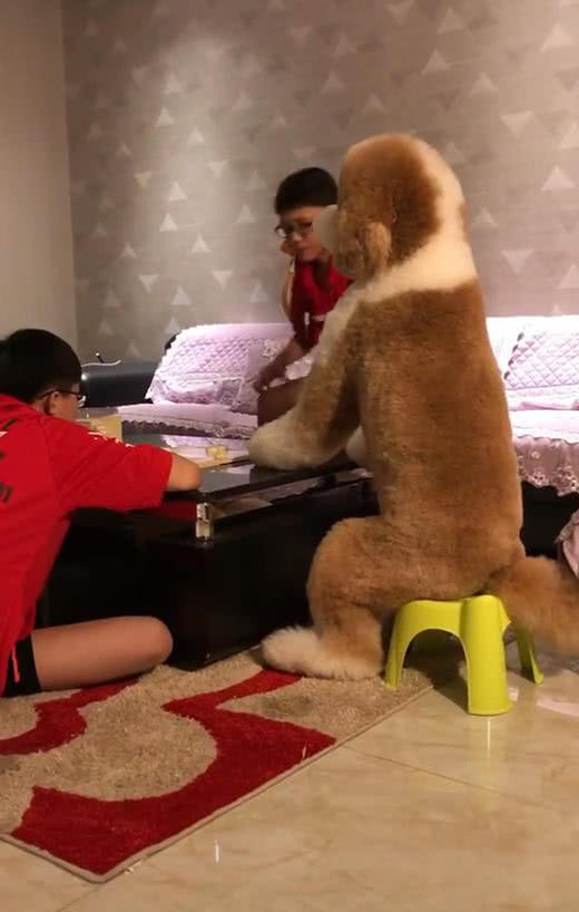 就比方说泰迪犬吧,它有小型泰迪,而且还有着巨型贵宾泰迪