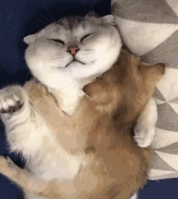 主人私自捡回小奶猫,半月后上演虐心一幕,顿时懊悔不已