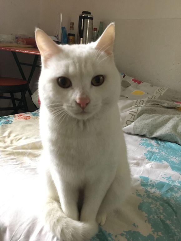 宠物店买猫看到边上一只孤单的大白猫,老板说是英短,特别稀有!