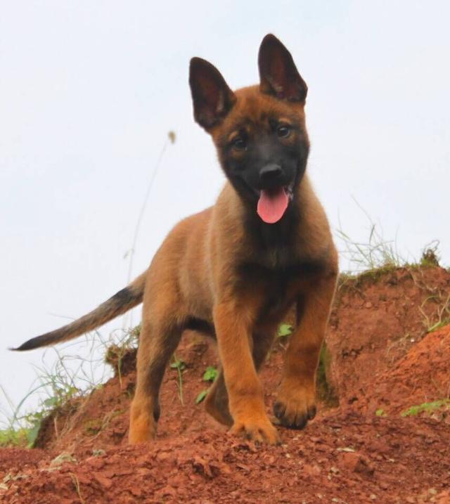 今天给大家介绍训练马犬安静的方法.