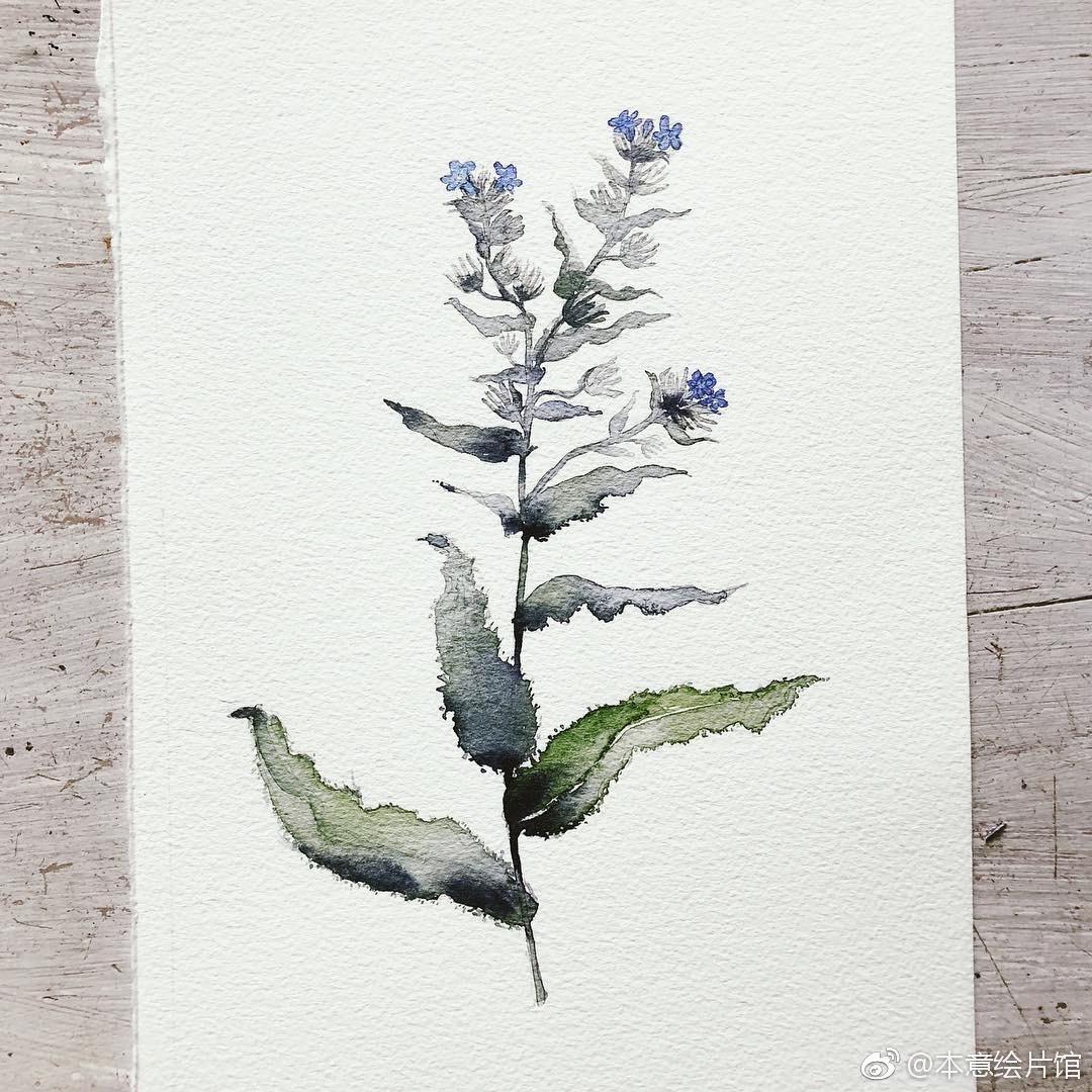 水彩植物一组. | ins:leaubleue