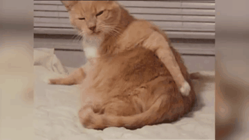 橘猫还得靠边站？体型最大的3种猫？世界第一大的猫究竟有多大？