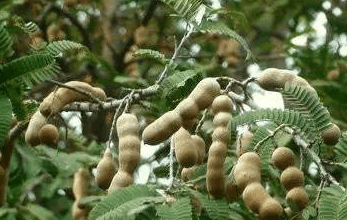 中国特有的这些野生奇葩水果, 全吃过算你牛