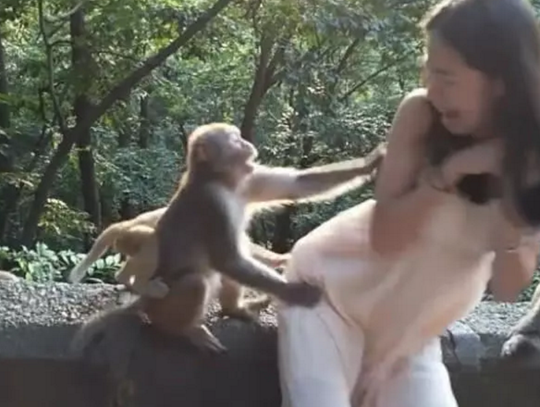 女孩撅起屁股对着猴子慢慢靠近,不料猴子却会错意