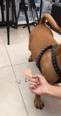 都是吃狗粮长大的,怎么你家的狗这么优秀!