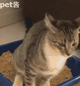 没有猫砂,你可能不会养猫