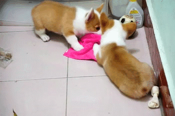 养两只柯基小短腿是一种什么体验?