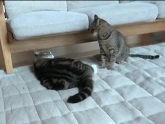 这只胖猫简直就是一个行走的表情包啊