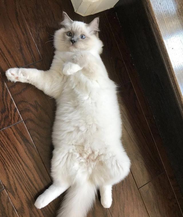 猫星人区别:真假布偶猫,你分得清你的小仙女吗