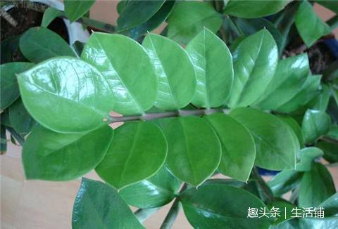 金的钱树叶子一碰就掉,根发软,这样补救还能活