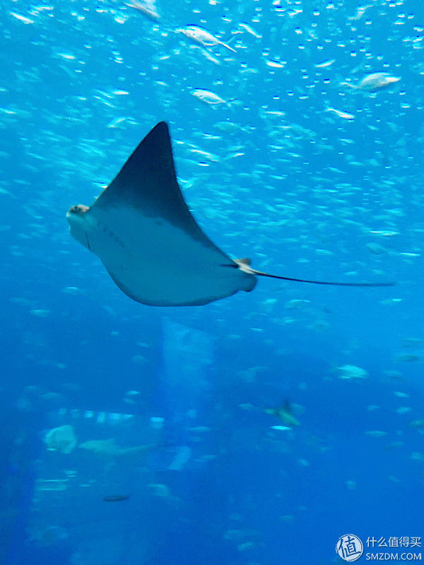 亲子游 篇三:三亚亲子游:仁恒皇冠假日VS亚特