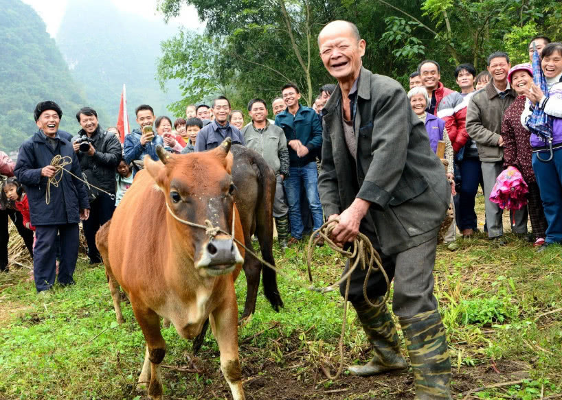 80岁老人养了两只母牛,能歌善舞会跪拜礼,高价