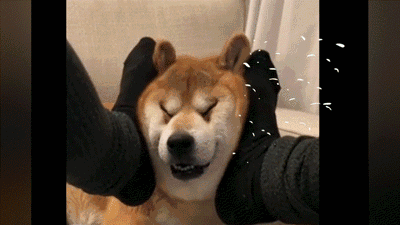 壁纸 动物 狗 狗狗 400_225 gif 动态图 动图