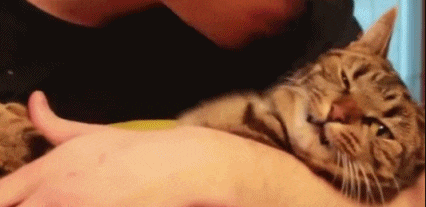 猫咪被铲屎官强吻: 到底有没有人救我, 我真的很绝望!