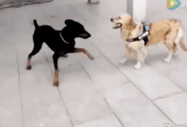 壁纸 动物 狗 狗狗 386_262 gif 动态图 动图