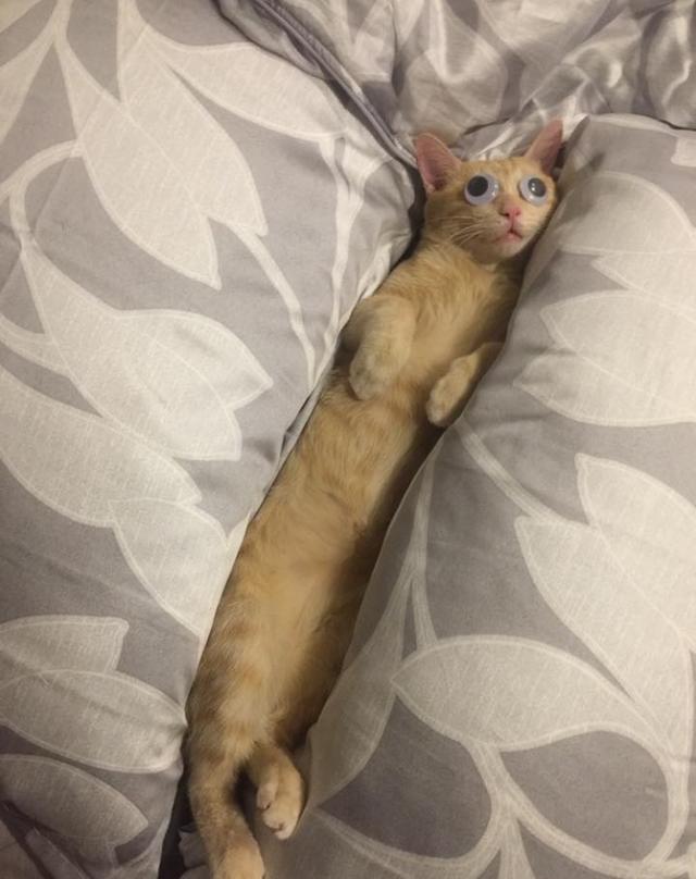 猫中哈士奇,奶牛猫,闲的无聊对家里的大狗挑衅