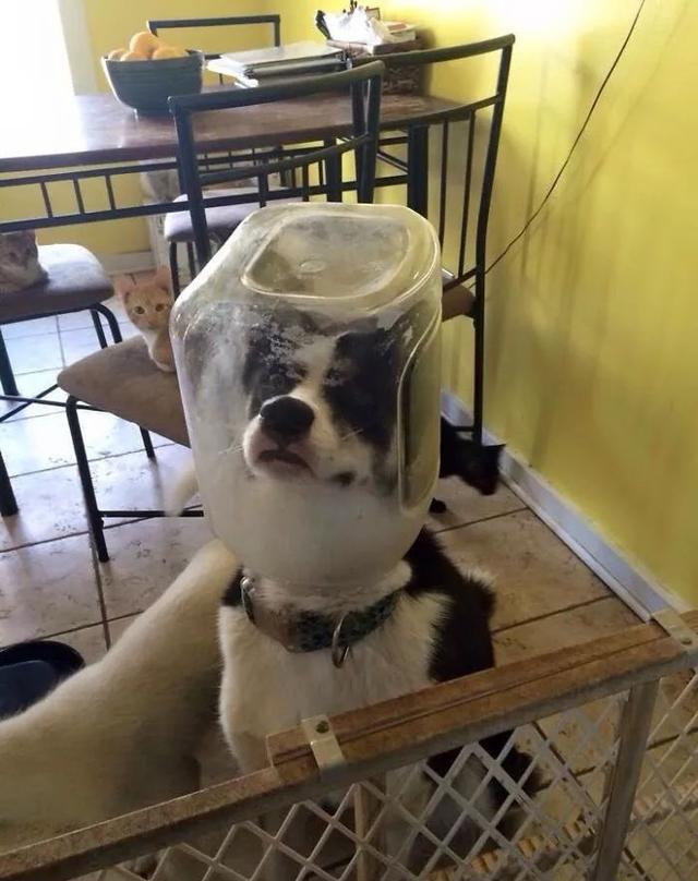 二哈犯二图集:第一次见到美女时的反应够我笑一年