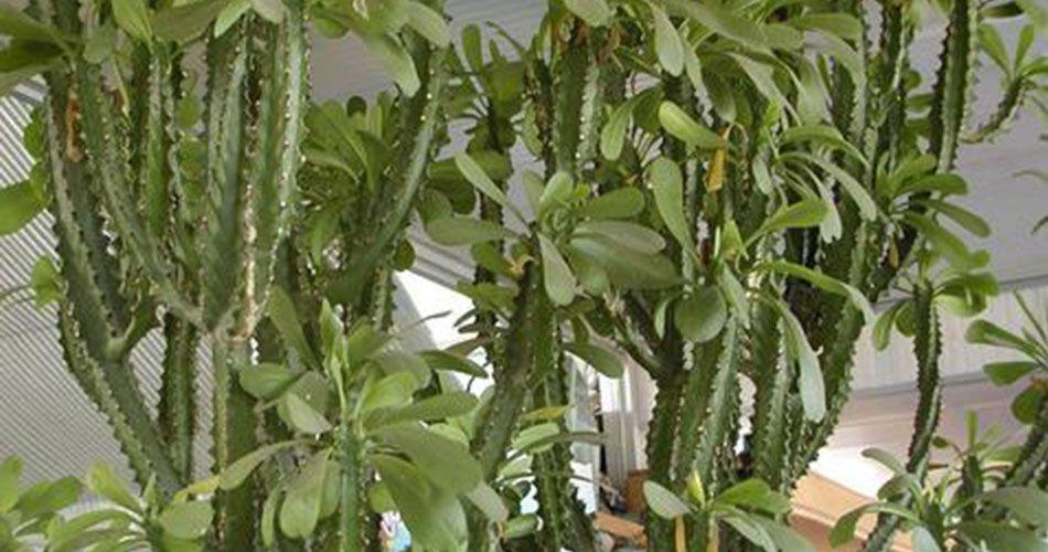 农村当篱笆种的植物,常误认为火龙果,流出白色