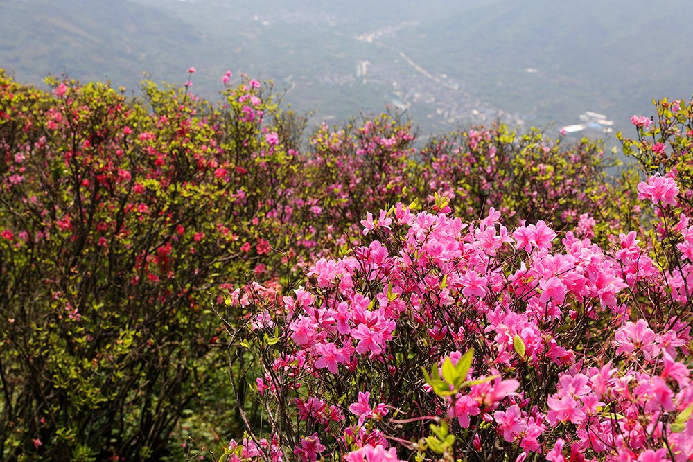 宁波杜鹃花胜地:金峨山上映山红