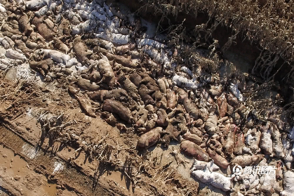 山东寿光水灾过后 大批死猪被集中掩埋玉米地
