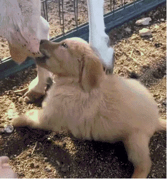 狗子便便上演神级操作,铲屎的看到后直接崩溃!